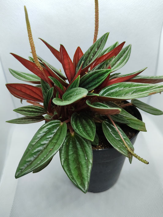 Peperomia Rosso starts