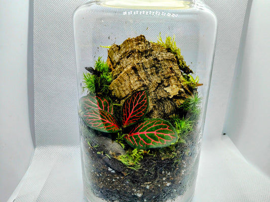 Small cookie jar terrarium